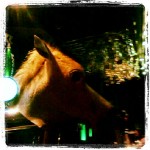 Horsehead - Plan B - Moncton NB - TV TOUR November 2012